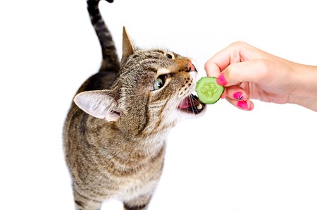 Чем лучше кормить кошку: натуралка - ЯрКот